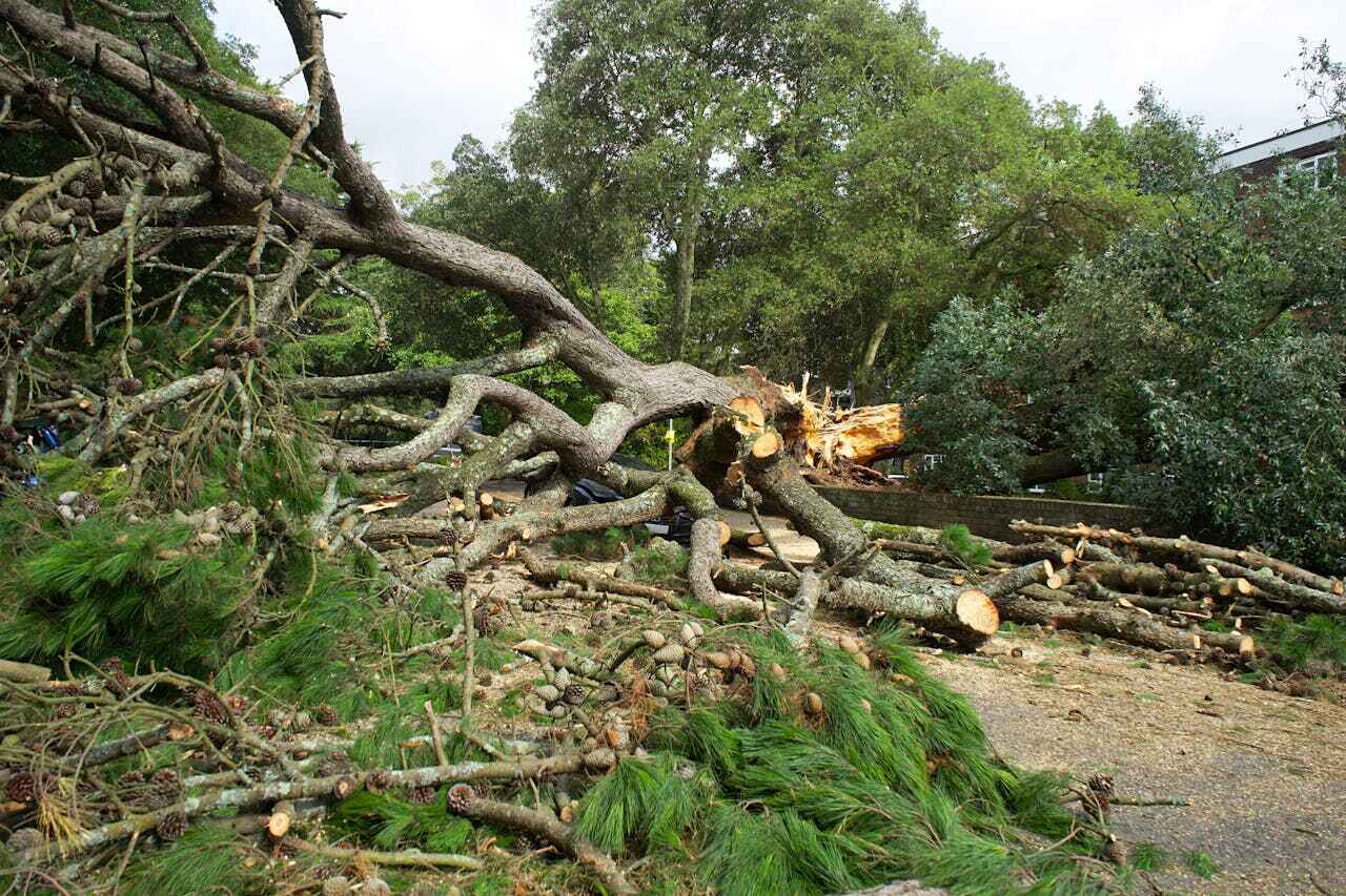 Culver City, CA Tree Service Company